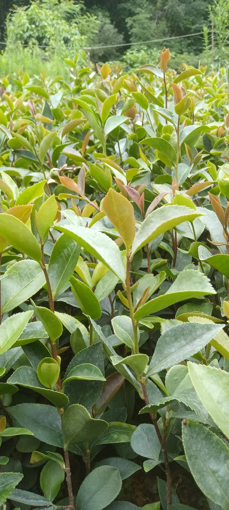 油茶苗30～80cm