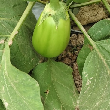 青茄大棚青茄，六两以上