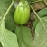 青茄大棚青茄，六两以上