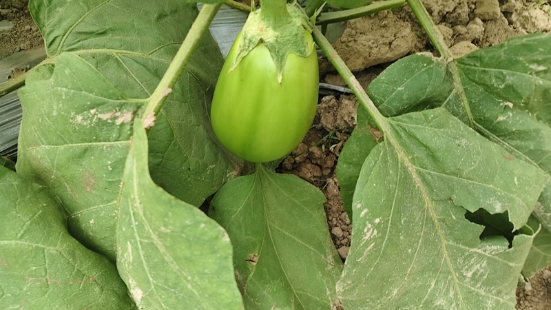 青茄大棚青茄，六两以上
