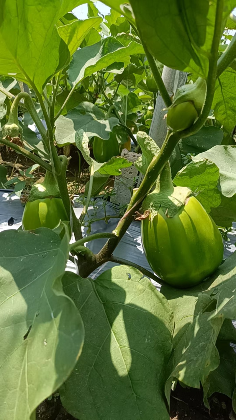 青茄大棚青茄，六两以上