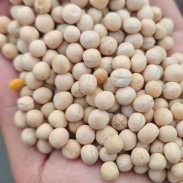 豌豆饲料豌豆毛包;俄罗斯饲料豌豆吨包;色选加拿大大粒食品