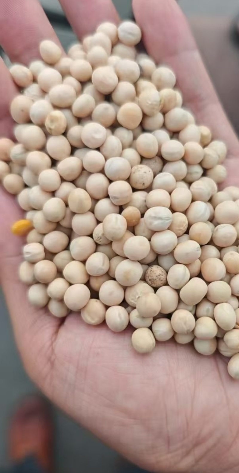 豌豆饲料豌豆毛包;俄罗斯饲料豌豆吨包;色选加拿大大粒食品