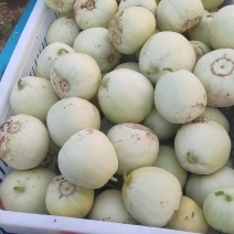 绿宝甜瓜