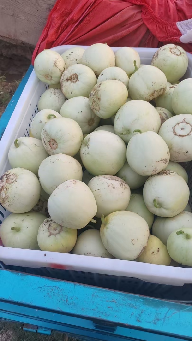 绿宝甜瓜