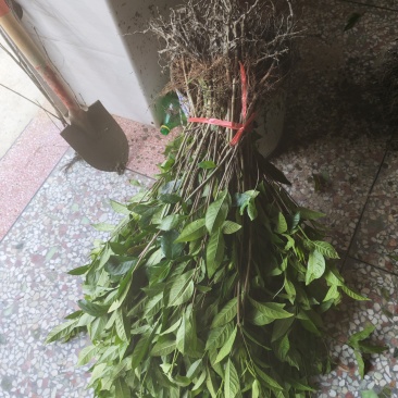 栀子花苗高度30cm以上