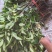 栀子花苗高度30cm以上