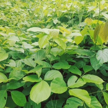 鸡血藤条
