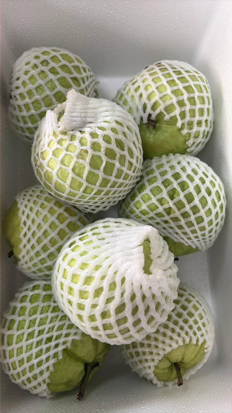 番石榴珍珠白番石榴通货