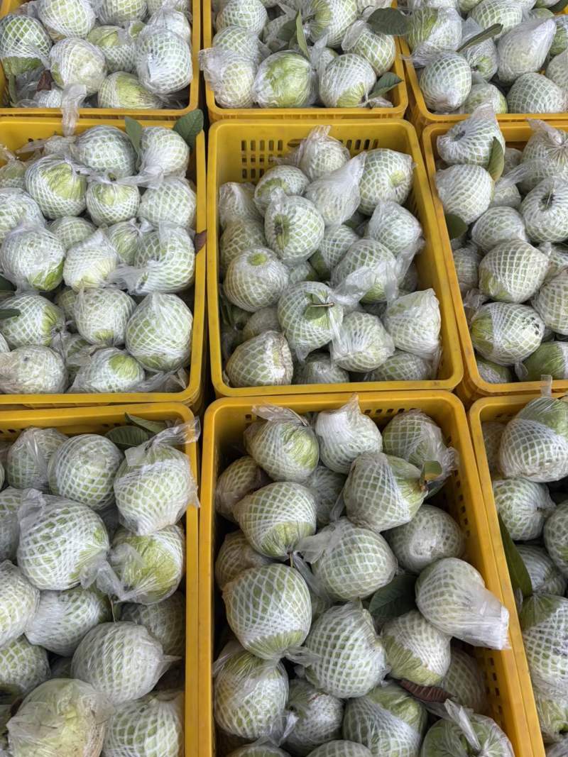 番石榴珍珠白番石榴通货
