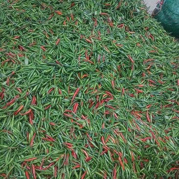 小米椒带把/不带把，价格不同