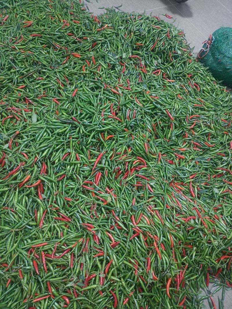 小米椒带把/不带把，价格不同
