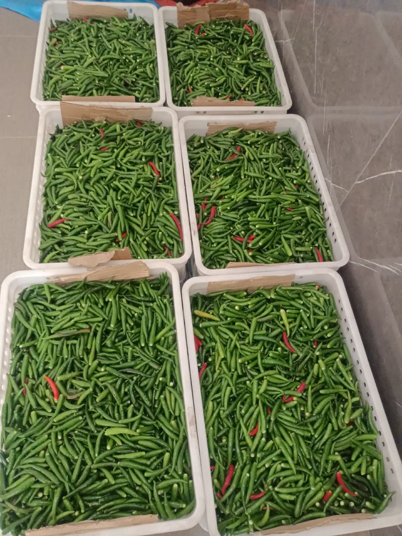 小米椒带把/不带把，价格不同