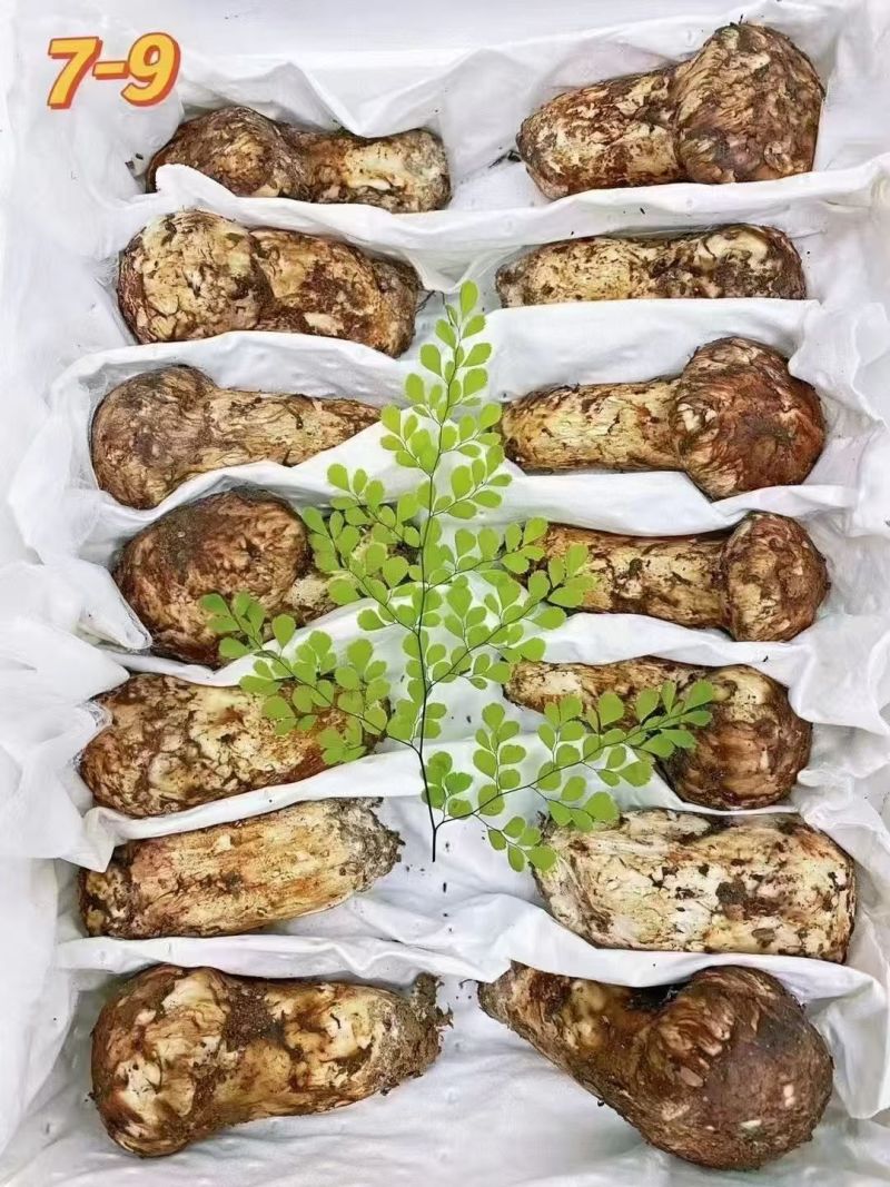 松茸3-5公分/5-7公分/7-9公分