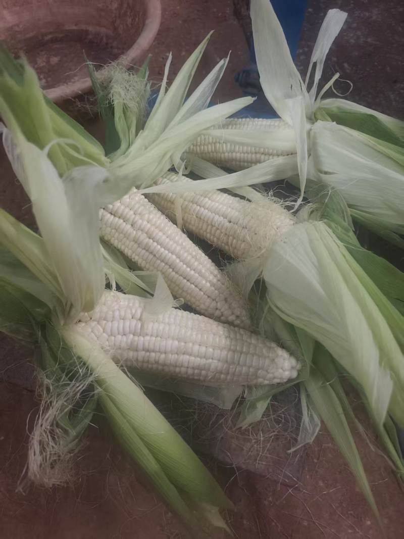 白糯玉米