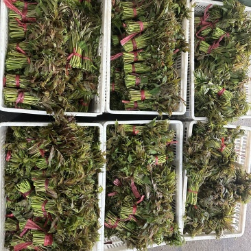 香椿芽15-20厘米精品嫩芽，泡沫箱包装每件20斤