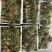 香椿芽15-20厘米精品嫩芽，泡沫箱包装每件20斤