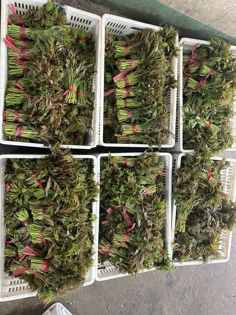 香椿芽15-20厘米精品嫩芽，泡沫箱包装每件20斤