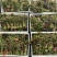 香椿芽15-20厘米精品嫩芽，泡沫箱包装每件20斤