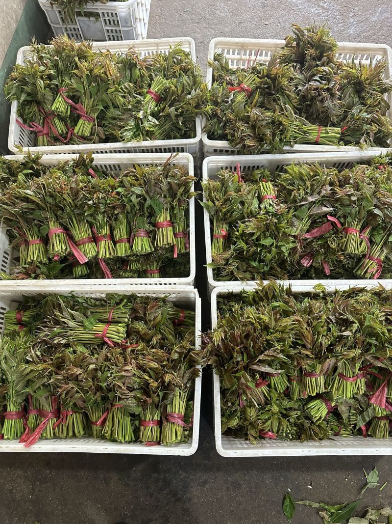 香椿芽15-20厘米精品嫩芽，泡沫箱包装每件20斤