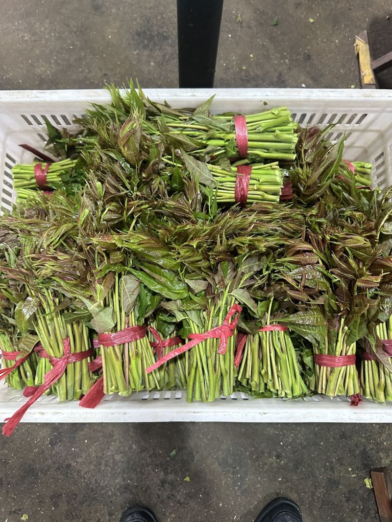 香椿芽15-20厘米精品嫩芽，泡沫箱包装每件20斤