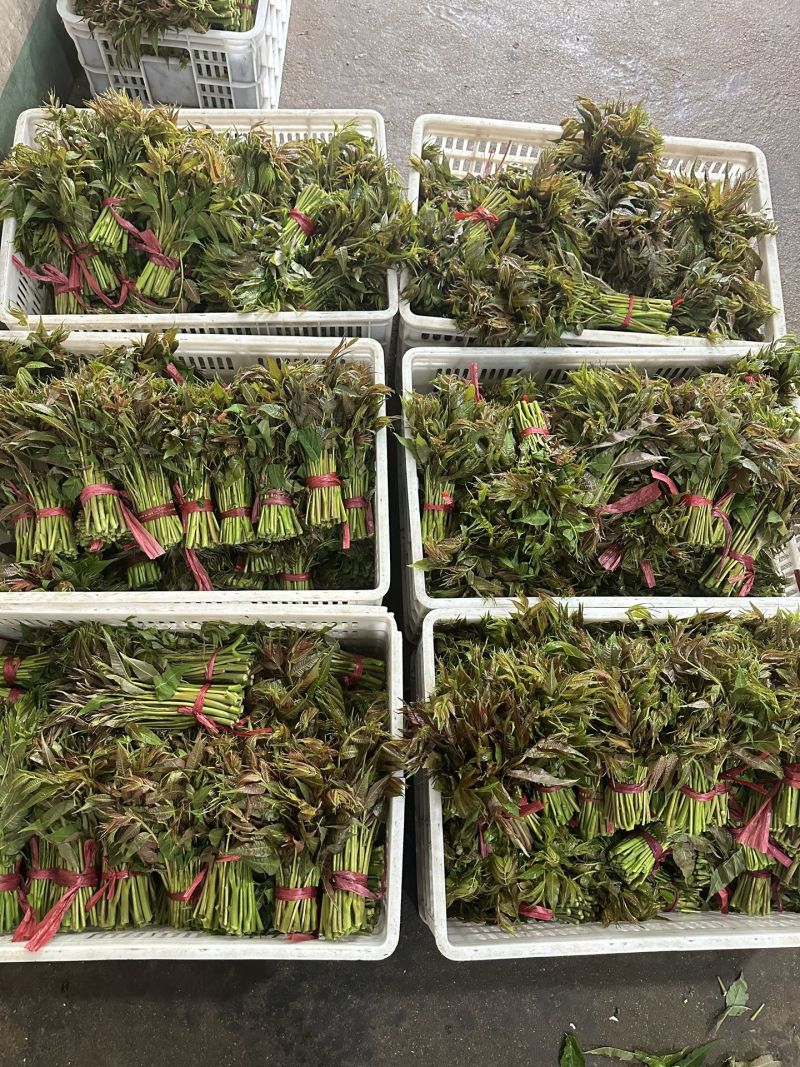 香椿芽15-20厘米精品嫩芽，泡沫箱包装每件20斤