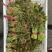 香椿芽15-20厘米精品嫩芽，泡沫箱包装每件20斤