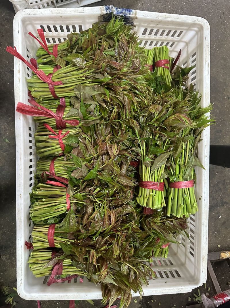 香椿芽15-20厘米精品嫩芽，泡沫箱包装每件20斤