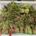 香椿芽15-20厘米精品嫩芽，泡沫箱包装每件20斤