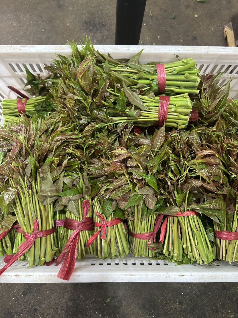 香椿芽15-20厘米精品嫩芽，泡沫箱包装每件20斤