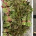 香椿芽15-20厘米精品嫩芽，泡沫箱包装每件20斤