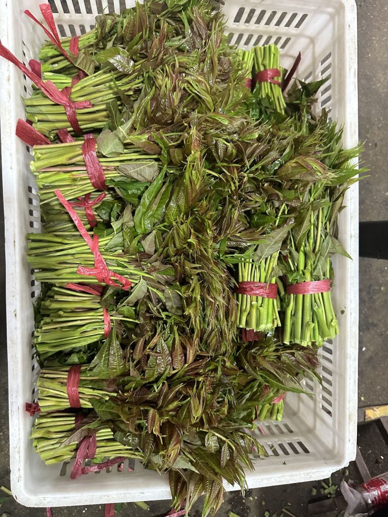 香椿芽15-20厘米精品嫩芽，泡沫箱包装每件20斤