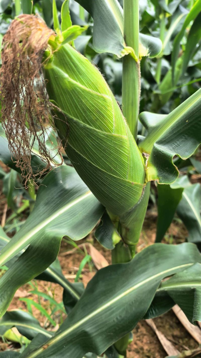 玉米水果玉米