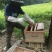 蜂蜜百花蜜