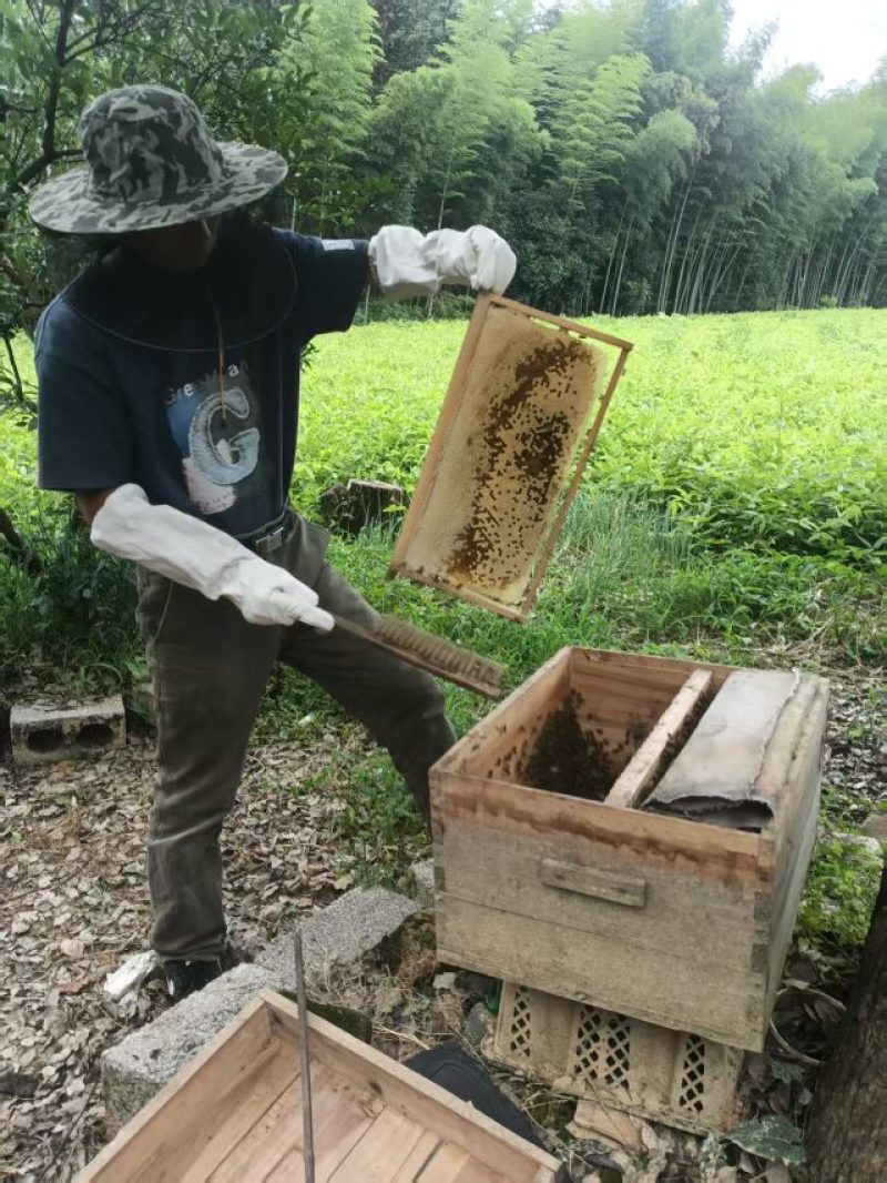 蜂蜜百花蜜