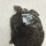 鳖黑花公甲鱼，2斤多40元/斤；普通公甲鱼1-2斤28元