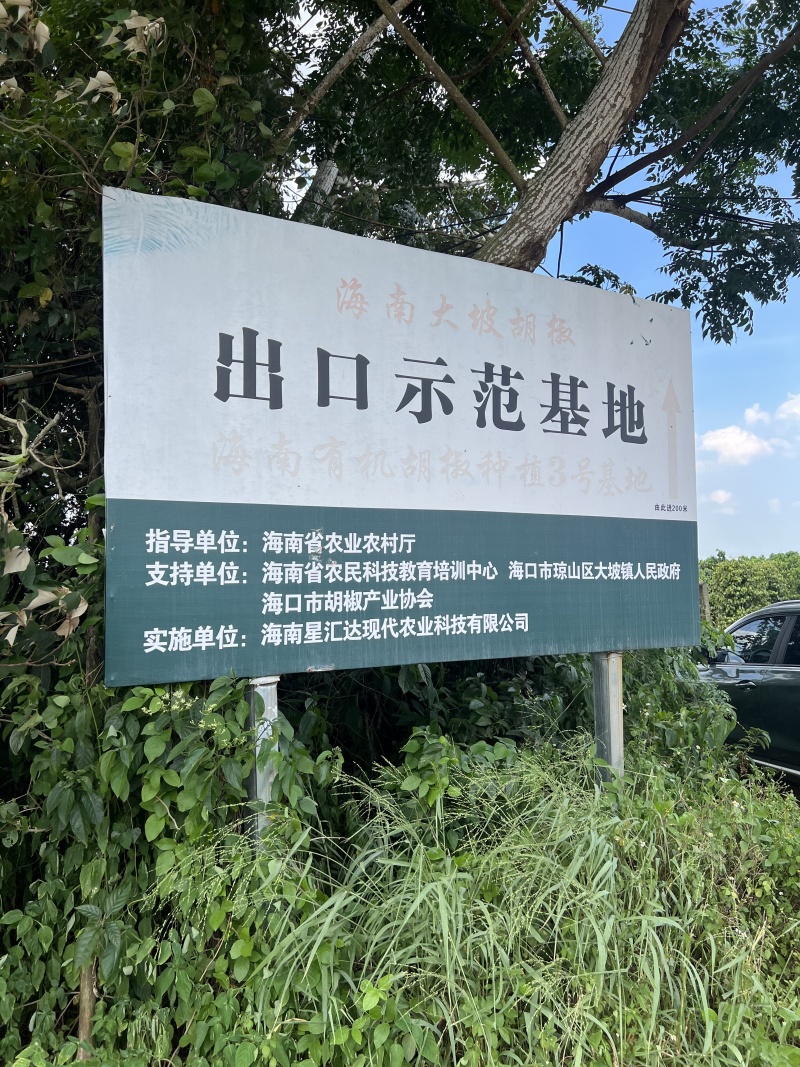 白胡椒精品白胡椒