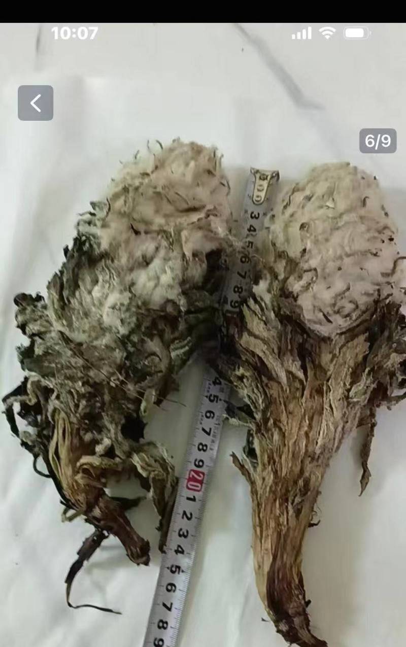 雪莲花统货干货