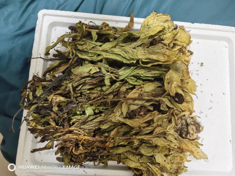 雪莲花统货干货