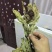雪莲花统货干货