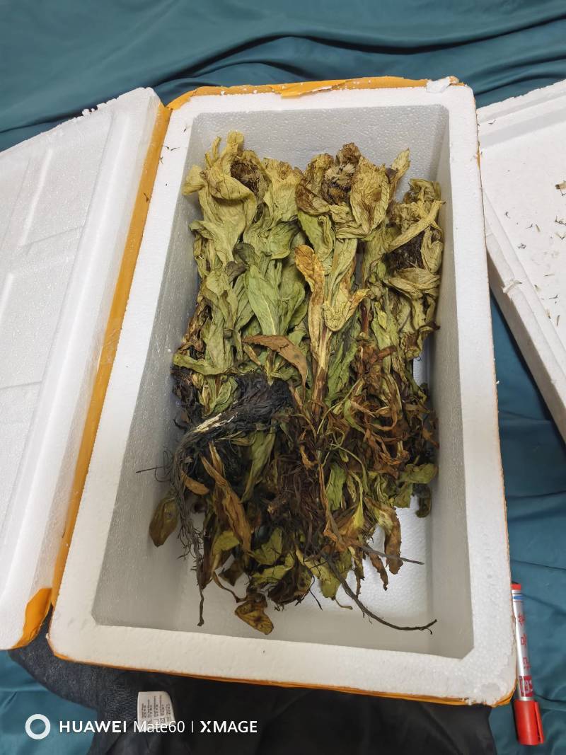 雪莲花统货干货