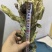 雪莲花统货干货