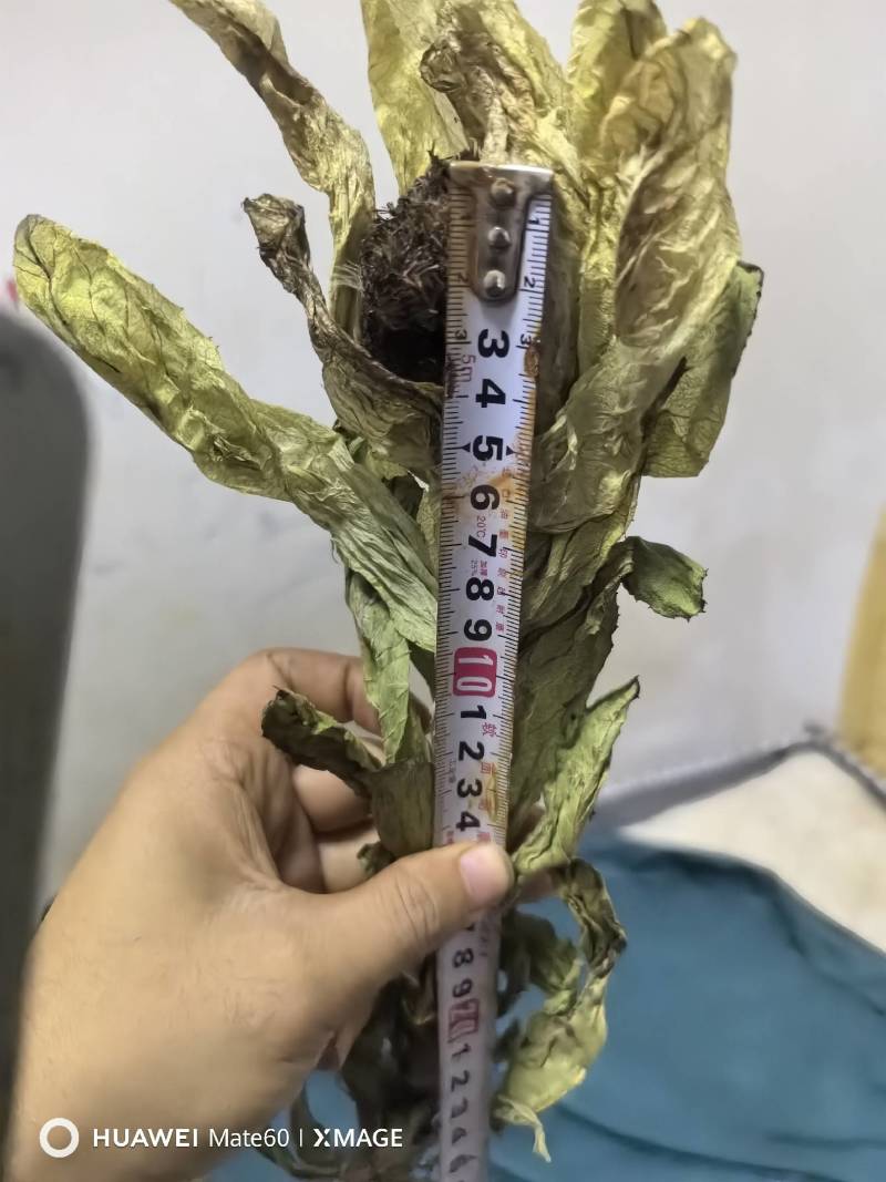 雪莲花统货干货