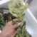 雪莲花统货干货