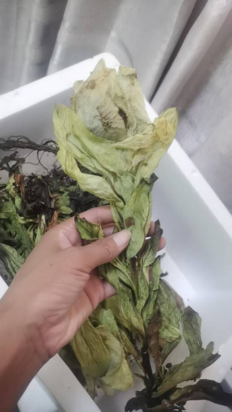 雪莲花统货干货