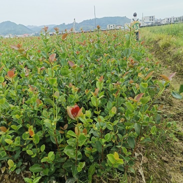 茶树苗袋苗