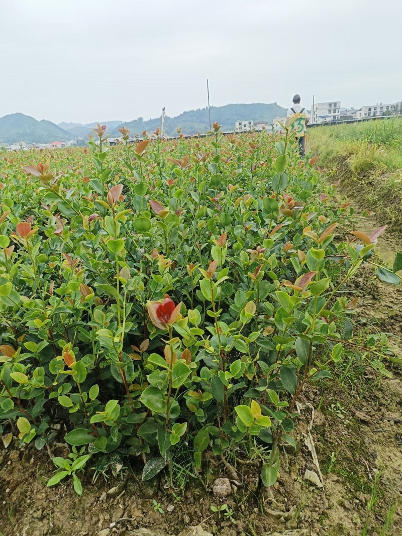 茶树苗袋苗