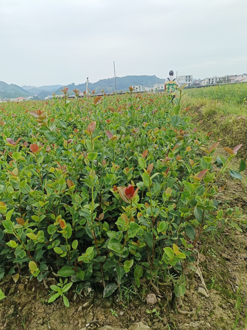 茶树苗袋苗