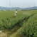 茶树苗袋苗