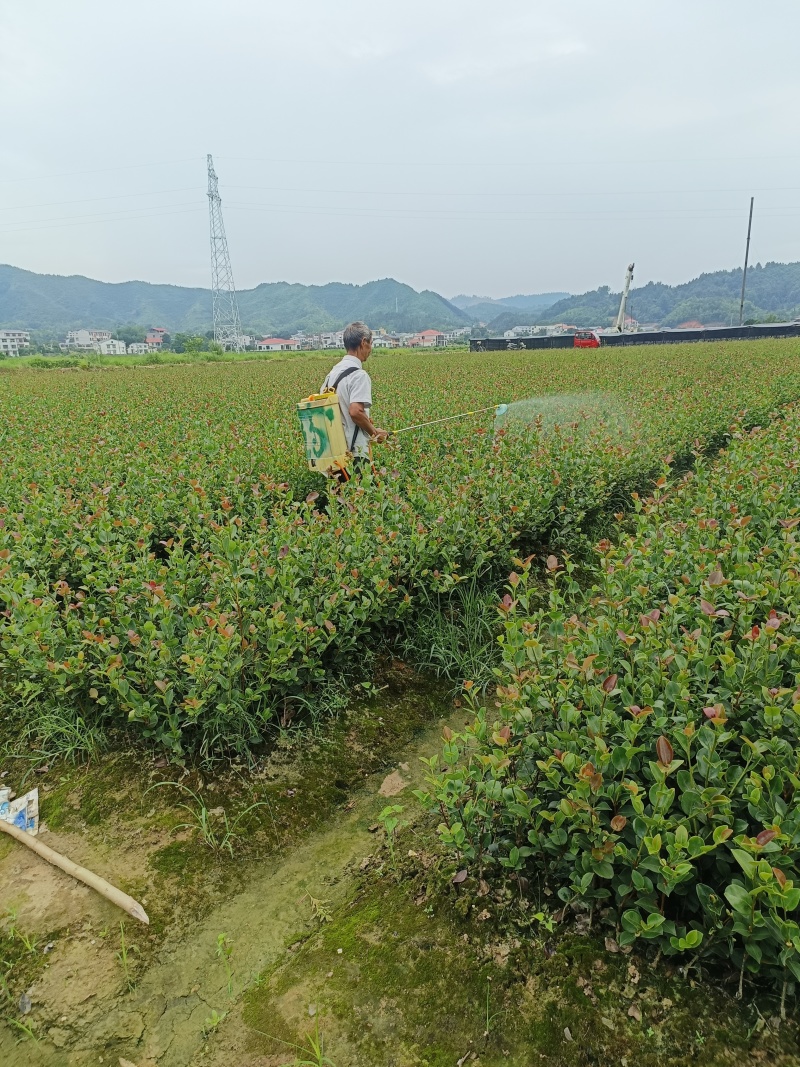 茶树苗袋苗